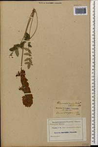 Hedysarum biebersteinii Zertova, Caucasus (no precise locality) (K0)