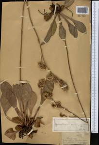 Goniolimon eximium (Schrenk) Boiss., Middle Asia, Dzungarian Alatau & Tarbagatai (M5) (Kazakhstan)
