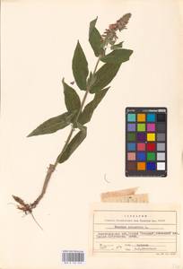 MHA 0 154 943, Stachys palustris L., Eastern Europe, Lower Volga region (E9) (Russia)