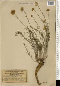 Achillea tenuifolia Lam., Caucasus, Armenia (K5) (Armenia)