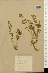 Astragalus somcheticus C. Koch, Caucasus, Krasnodar Krai & Adygea (K1a) (Russia)