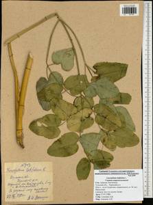 Laserpitium latifolium L., Eastern Europe, Central region (E4) (Russia)