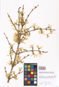 Forsythia intermedia Zabel, Eastern Europe, Moscow region (E4a) (Russia)