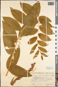 Polygonatum multiflorum (L.) All., Eastern Europe, North Ukrainian region (E11) (Ukraine)