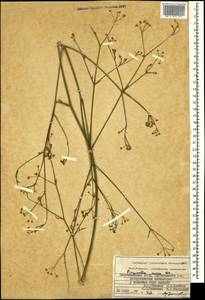 Pimpinella aurea DC., Caucasus, Azerbaijan (K6) (Azerbaijan)
