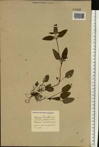 Prunella vulgaris L., Eastern Europe (no precise locality) (E0) (Not classified)