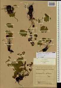 Alchemilla altaica Juz., Siberia, Altai & Sayany Mountains (S2) (Russia)