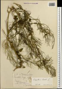 Sisymbrium loeselii L., Caucasus, Georgia (K4) (Georgia)
