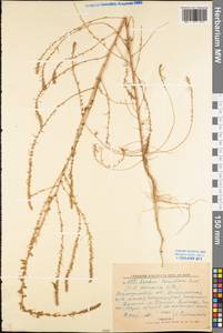 Bassia laniflora (S. G. Gmel.) A. J. Scott, Eastern Europe, North Ukrainian region (E11) (Ukraine)