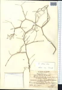 Calligonum setosum (Litv.) Litv., Middle Asia, Karakum (M6) (Turkmenistan)