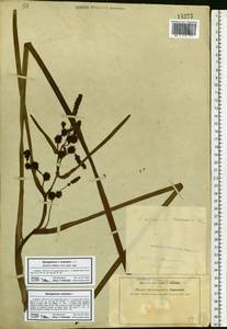 Sparganium erectum L., Eastern Europe, Central forest-and-steppe region (E6) (Russia)