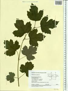 Viburnum opulus L., Eastern Europe, Central region (E4) (Russia)