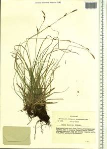 Carex pediformis var. macroura (Meinsh.) Kük., Siberia, Altai & Sayany Mountains (S2) (Russia)