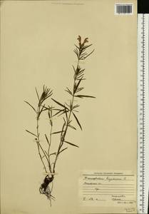 Dracocephalum ruyschiana L., Eastern Europe, Moscow region (E4a) (Russia)