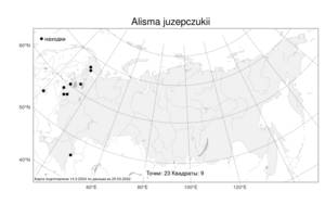 Alisma juzepczukii Tzvelev, Atlas of the Russian Flora (FLORUS) (Russia)