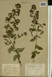 Origanum vulgare L., Eastern Europe, Latvia (E2b) (Latvia)