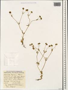 Valerianella locusta (L.) Laterr., Caucasus, Stavropol Krai, Karachay-Cherkessia & Kabardino-Balkaria (K1b) (Russia)