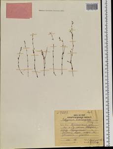 Polygonum fusco-ochreatum Kom., Siberia, Russian Far East (S6) (Russia)