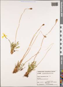 Papaver angustifolium Tolm., Siberia, Central Siberia (S3) (Russia)
