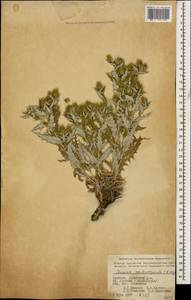 Cousinia chlorocephala C. A. Mey., Caucasus, Armenia (K5) (Armenia)