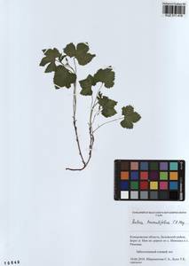 Rubus humulifolius C. A. Mey., Siberia, Altai & Sayany Mountains (S2) (Russia)