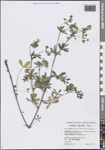 Potentilla chrysantha Trevir., Siberia, Baikal & Transbaikal region (S4) (Russia)