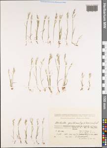 Bromus gracillimus Bunge, Middle Asia, Pamir & Pamiro-Alai (M2) (Tajikistan)