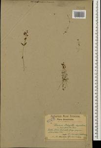 Veronica anagallis-aquatica L., Caucasus, Armenia (K5) (Armenia)