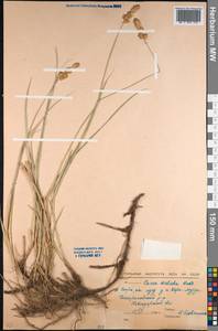 Carex disticha Huds., Middle Asia, Northern & Central Kazakhstan (M10) (Kazakhstan)