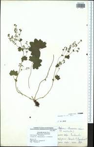 Alchemilla micans Buser, Eastern Europe, Central region (E4) (Russia)