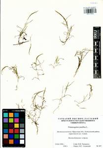 Potamogeton pusillus L., Siberia, Baikal & Transbaikal region (S4) (Russia)