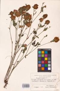 Trifolium pratense L., Eastern Europe, Eastern region (E10) (Russia)