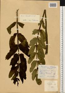 Sium latifolium L., Eastern Europe, South Ukrainian region (E12) (Ukraine)