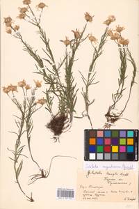 Galatella angustissima (Tausch) Novopokr., Eastern Europe, Central forest-and-steppe region (E6) (Russia)