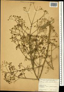 Pimpinella aurea DC., Caucasus, Armenia (K5) (Armenia)