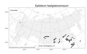 Epilobium fastigiatoramosum Nakai, Atlas of the Russian Flora (FLORUS) (Russia)