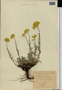 Helichrysum arenarium (L.) Moench, Eastern Europe, North Ukrainian region (E11) (Ukraine)