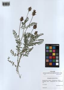 KUZ 001 401, Astragalus danicus Retz., Siberia, Altai & Sayany Mountains (S2) (Russia)