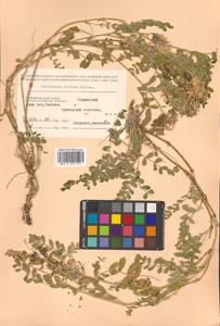 Astragalus marinus Boriss., Siberia, Russian Far East (S6) (Russia)