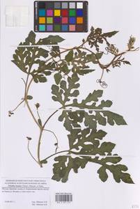 Citrullus lanatus (Thunb.) Matsum. & Nakai, Eastern Europe, Moscow region (E4a) (Russia)