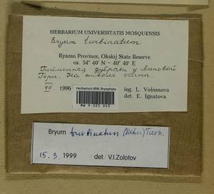 Ptychostomum turbinatum (Hedw.) J.R. Spence, Bryophytes, Bryophytes - Middle Russia (B6) (Russia)