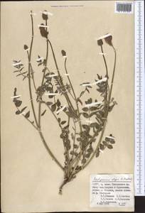 Hedysarum olgae B.Fedtsch., Middle Asia, Pamir & Pamiro-Alai (M2) (Uzbekistan)