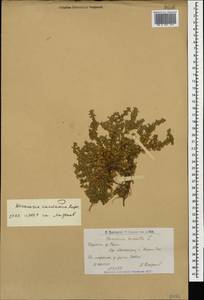 Herniaria caucasica Rupr., Caucasus, Armenia (K5) (Armenia)