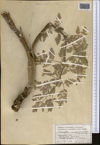 Chaerophyllum macrospermum (Willd. ex Spreng.) Fisch. & C. A. Mey., Middle Asia, Kopet Dag, Badkhyz, Small & Great Balkhan (M1) (Turkmenistan)