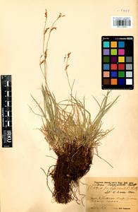 Carex lanceolata Boott, Siberia, Baikal & Transbaikal region (S4) (Russia)