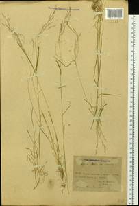 Agrostis clavata Trin., Siberia, Baikal & Transbaikal region (S4) (Russia)