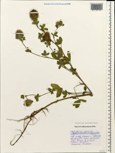 Trifolium diffusum Ehrh., Caucasus, Black Sea Shore (from Novorossiysk to Adler) (K3) (Russia)