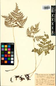 Cystopteris montana (Lam.) Desv., Siberia, Baikal & Transbaikal region (S4) (Russia)