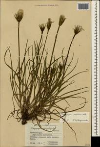 Tragopogon pusillus M. Bieb., Crimea (KRYM) (Russia)