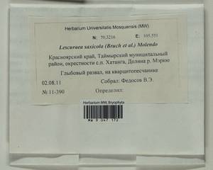 Lescuraea radicosa (Mitt.) Mönk., Bryophytes, Bryophytes - Krasnoyarsk Krai, Tyva & Khakassia (B17) (Russia)